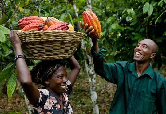 Cacao : le prix bord champ fixé à 2 800 FCFA, une annonce historique pour les planteurs Cacao
